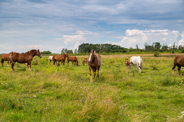 horses heavyweights walking in nature