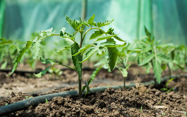 Greenhouse with tomato plants and drip irrigation system.