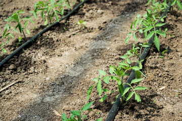 Greenhouse with tomato plants and drip irrigation system.