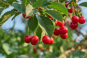 Obraz premium Red Evans Cherry berries on branch with leaves.