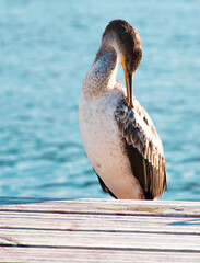 Cormorán