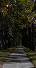 Carril bici entre arboles en verano
