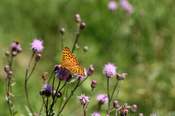 Beautiful close-up of a silver-washed fritillary butterfly sitting on a flower