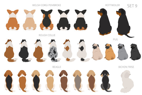 Sitting dogs backside clipart, rear view. Diifferent coat colors variety. Pet graphic design for dog lovers