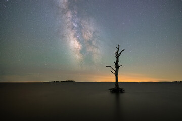 Silhouette of a tree at Assateague Island National Seashore under the Milky Way Galaxy in Maryland 