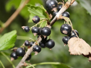 black currant berries
