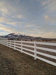 fence with horses