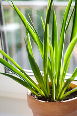 Sansevieria parva (Kenya Hyacinth) in a clay terracotta flower pot stands on the windowsill.