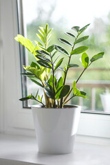 Zamioculcas Zamiifolia or ZZ Plant in white flower pot stand on the windowsill.