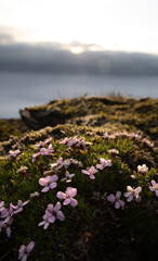 flowers on the coast