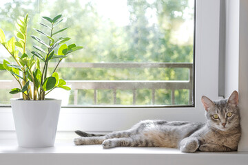 A gray striped domestic cat lies on the windowsill next to the Zamioculcas Zamiifolia flower