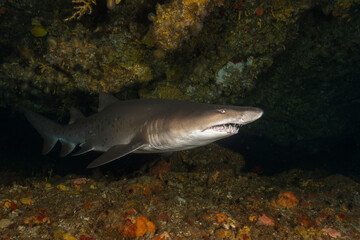 Spotted ragged-tooth shark, Carcharias taurus, at Aliwal  Shoal. South Africa