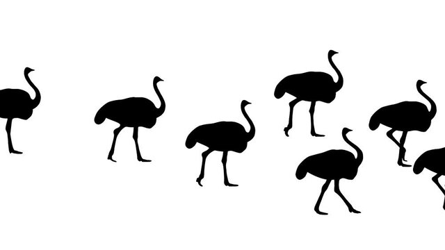 Walking ostriches, animation on the white background (seamless loop)