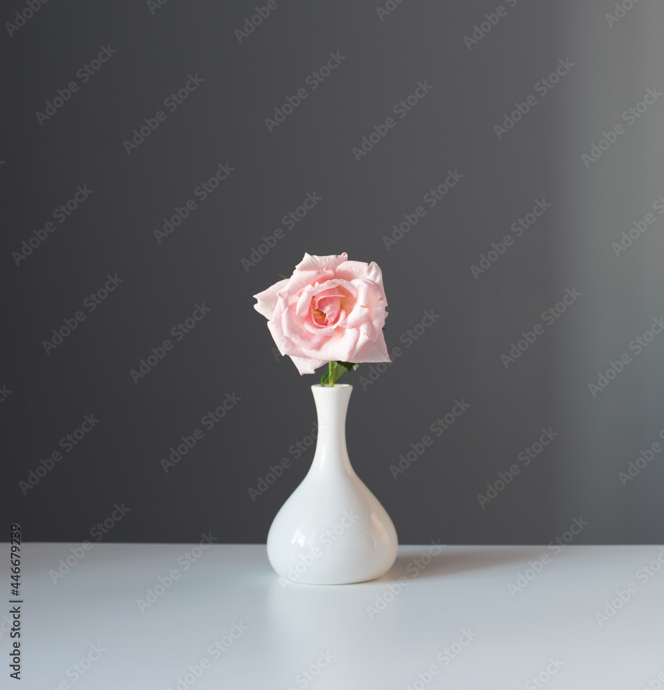 Canvas Prints pink rose in white vase on gray background