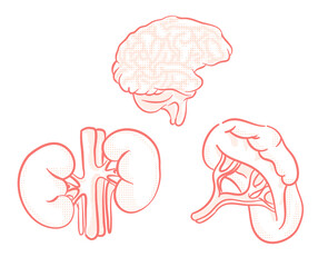 Set of Human organs illustration for design element