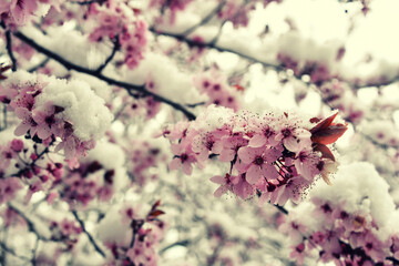 Ice cherry blossom - obrazy, fototapety, plakaty