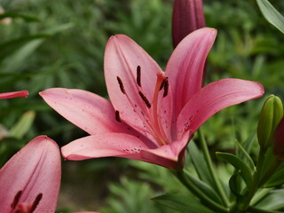 pink lily flower