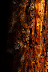 Beautiful texture of redwood tree bark