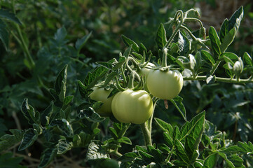 Green tomatoes in the garden. Organic farming. Unripe tomatoes. Selective focus with copy space.