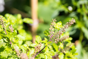 Holy basil, Sacred basil. Thai basil , Ocimum sanctum L ,Green leaves and small flowers of Ocimum tenuiflorum or Ocimum sanctum ( Thai basil, tulsi)