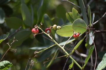 caju do Cerrado