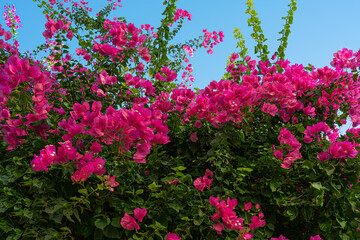 Naklejka premium Pink bougainvilea or paper flower tropical plant blooming in garden with blue sky background..