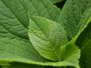 green leaf background