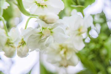 Fototapeta premium White and green floral arrangement