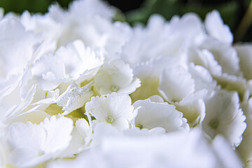 White and green floral arrangement