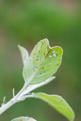 Mealybug and aphids on a green leaf of a fruit tree in the garden. Pest control and plant care