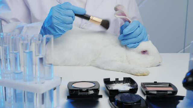 A man in the laboratory tests cosmetics on rabbits, close-up of a white rabbit sprinkled with powder to study the reaction of the skin