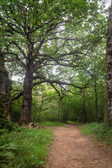 lush forest way pathway  spain