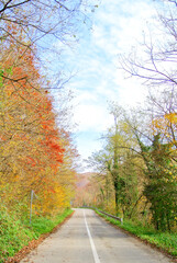 Asphalt road through forest in autumn (with trees with colorful yellow, orange, red, brown and green leaves), on mountain Kozara, in national park, near city Prijedor, RS, Bosnia and Herzegovina
