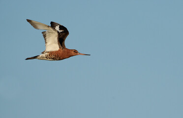 Black-tailed godwit, Limosa limosa, single bird in flight, Hampshire, July 2021