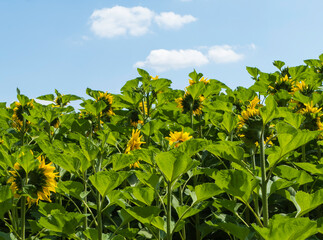 Sonnenblumenfeld vor blauem Himmel