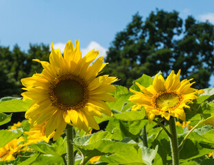 Sonnenblumen auf Feld Makro