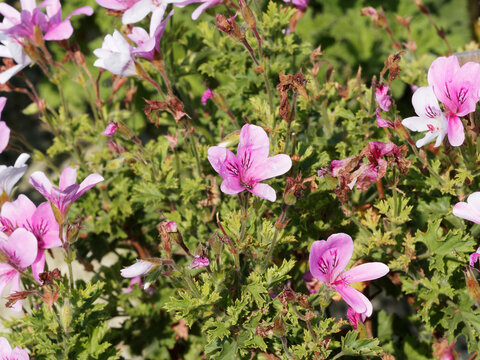 Pelargonium 'citrosum' ou G&eacute;ranium citronnelle &agrave; odeur de citron ou menthol&eacute; aux fleurs roses vein&eacute;es de pourpre