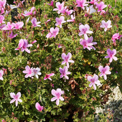 Pelargonium citrosum | Géranium citron ou odorant aux fleurs roses veinées de pourpre, au feuillage froissé et découpé à odeur de citronnelle