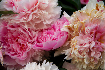 natural background garden plants peonies have faded
