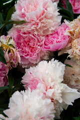 natural background garden plants peonies have faded