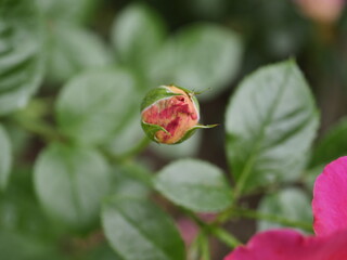 red rose bud