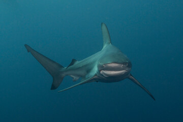 Blacktip shark (Carcharhinus limbatus) at Protea Banks, South Africa