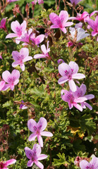 Fleurs roses de Pelargonium 'citrosum' ou Géranium citronnelle au feuillage odorant, découpé et froissé 