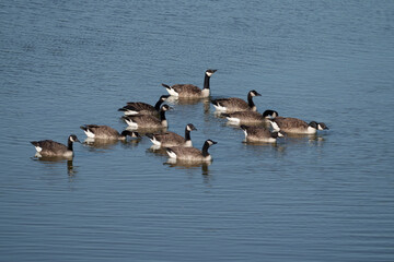 Canada geese, Branta canadensis