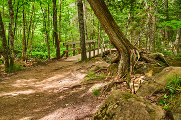 Uprooted tree in forest next to trail