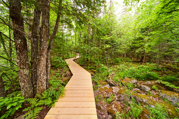 Path through the forest trails