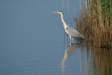 Grey heron, Ardea cinerea