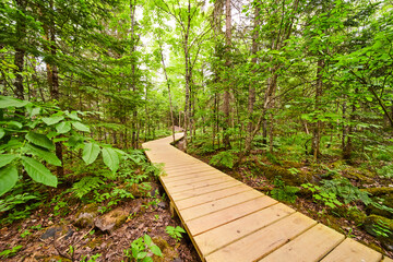 Path through the forest trails