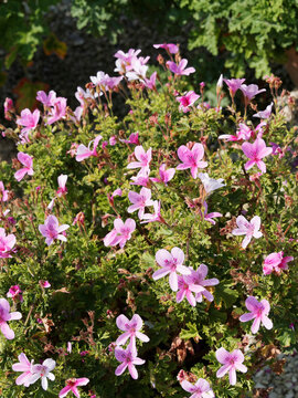 Pelargonium citrosum | G&eacute;ranium citron ou odorant aux fleurs roses vein&eacute;es de pourpre, au feuillage froiss&eacute; et d&eacute;coup&eacute; &agrave; odeur de citronnelle