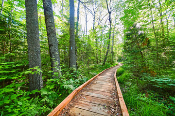 Fototapeta premium Path through the forest trails